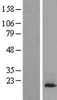 H3FA (HIST1H3A) Human Over-expression Lysate