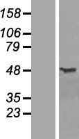 COPS3 Human Over-expression Lysate