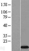 EIF4EBP3 Human Over-expression Lysate