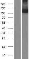 UNC5C Human Over-expression Lysate