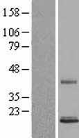 Persephin (PSPN) Human Over-expression Lysate