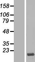 HMGN3 Human Over-expression Lysate