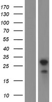 C18orf1 (LDLRAD4) Human Over-expression Lysate
