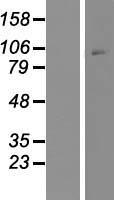 CRF1 (CRHR1) Human Over-expression Lysate
