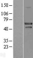 NAP1L1 Human Over-expression Lysate