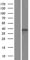 BUB3 Human Over-expression Lysate