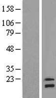NDUFB8 Human Over-expression Lysate