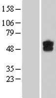 DGCR2 Human Over-expression Lysate
