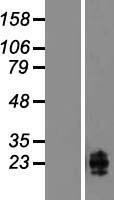CLEC2B Human Over-expression Lysate