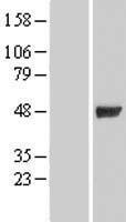 Intrinsic Factor (GIF) Human Over-expression Lysate