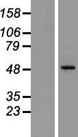 GDNF Receptor alpha 1 (GFRA1) Human Over-expression Lysate