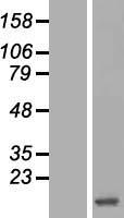 HBZ Human Over-expression Lysate