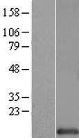 HINT1 Human Over-expression Lysate