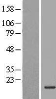 INSL5 Human Over-expression Lysate