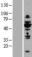 TOM1L1 Human Over-expression Lysate