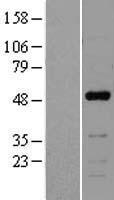 NFIB Human Over-expression Lysate