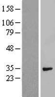 Syntenin (SDCBP) Human Over-expression Lysate