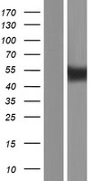 SGK1 Human Over-expression Lysate
