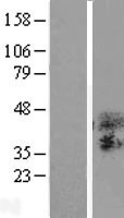 TSPAN3 Human Over-expression Lysate