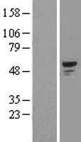 SMAD1 Human Over-expression Lysate