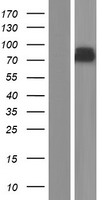 PREPL Human Over-expression Lysate
