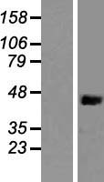 Nck (NCK1) Human Over-expression Lysate
