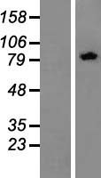 ZYG11BL (ZER1) Human Over-expression Lysate