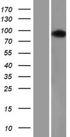 USP16 Human Over-expression Lysate