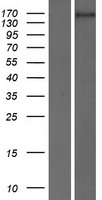 EHMT2/G9A (EHMT2) Human Over-expression Lysate
