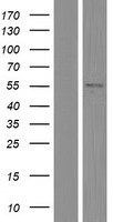TRIM10 Human Over-expression Lysate
