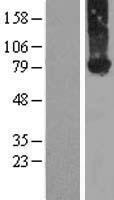 Kindlin 2 (FERMT2) Human Over-expression Lysate