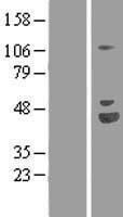 MAGED1 Human Over-expression Lysate