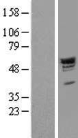 PACSIN2 Human Over-expression Lysate
