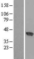 CCNDBP1 Human Over-expression Lysate