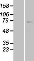 MID2 Human Over-expression Lysate