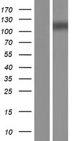 OGA Human Over-expression Lysate