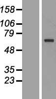 TKTL1 Human Over-expression Lysate