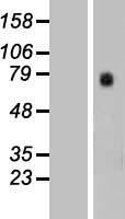 GTPBP4 Human Over-expression Lysate
