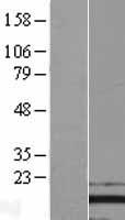 PFDN2 Human Over-expression Lysate