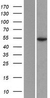 ATXN10 Human Over-expression Lysate