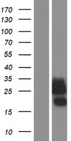 CLEC2D Human Over-expression Lysate