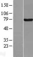 BRD7 Human Over-expression Lysate
