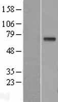 GGT1 Human Over-expression Lysate