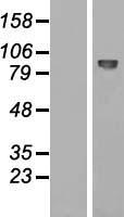 EMR2 (ADGRE2) Human Over-expression Lysate