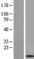 robld3 (LAMTOR2) Human Over-expression Lysate