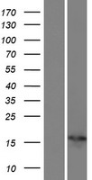 PSORS1C1 Human Over-expression Lysate