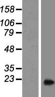 SMAP (C11orf58) Human Over-expression Lysate