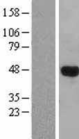 LHX3 Human Over-expression Lysate