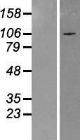 HERC3 Human Over-expression Lysate