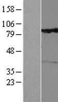 RHOBTB1 Human Over-expression Lysate